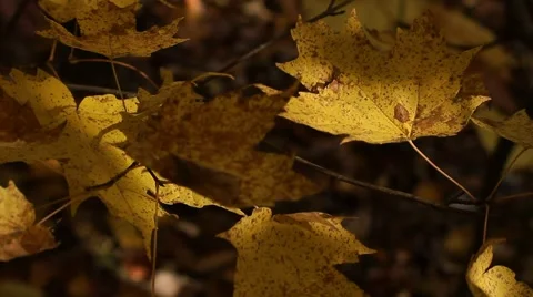 Yellow fall leaves on tree in dappled sunligh Stock Footage 56355121