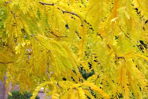 Yellow fall leaves on tree Stock Photos