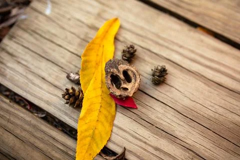 Yellow fall leaves, walnut shell, and pinecones against wood surface 스톡 사진