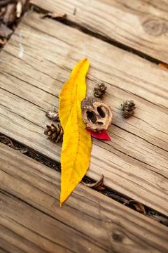 Yellow fall leaves, walnut shell, and pinecones against wood surface Stock Photos