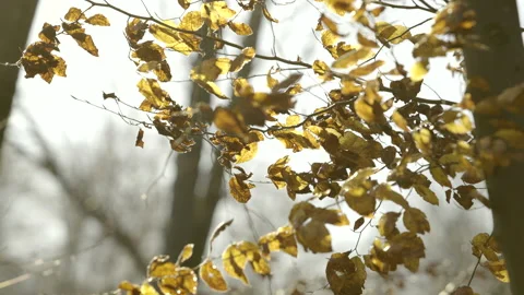 Yellow fall leaves in wind Stock Footage 146516326