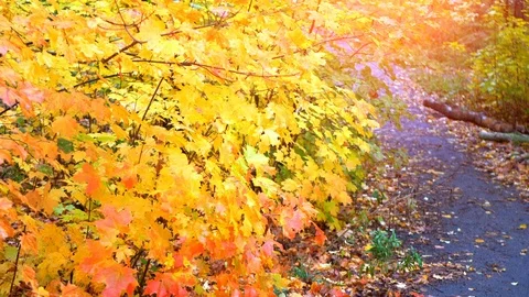 Yellow Fall Park Nature Landscape, Beautiful Red Orange Foliage Leaf Landscape Stock-Footage 88331267
