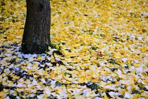 Yellow Fall Foto stock