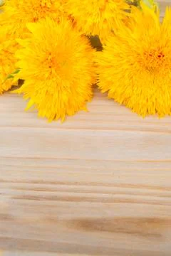 Yellow fall sunflower Stock Photos