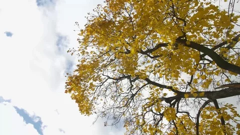 Yellow Fall Tree Top With Sky Above Vídeos de archivo 81430126
