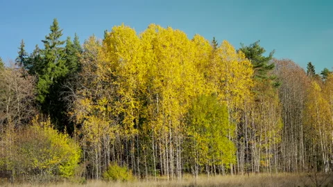 Yellow fall trees in autumn sunlight in nature reserve. Stock Footage 220216766