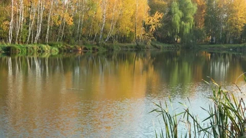 Yellow fall trees near lake. Sunset and nature. Rural landscape and seasons. Stock Footage 289698635