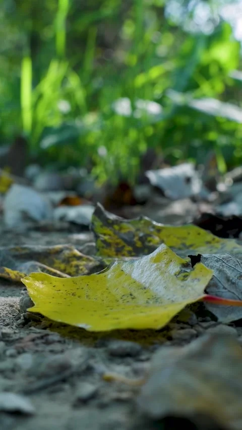 Yellow fallen autumn leaf on a forest path Stock-Footage 327109823