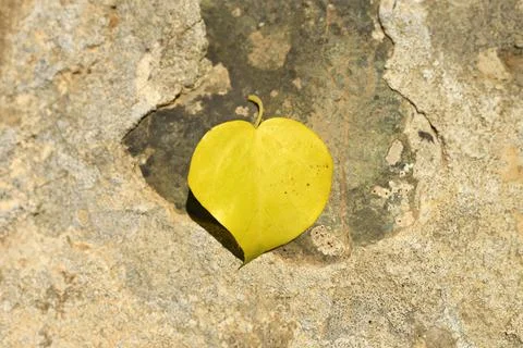 Yellow fallen autumn leaf in the shape of a heart on a stone Stock Photos