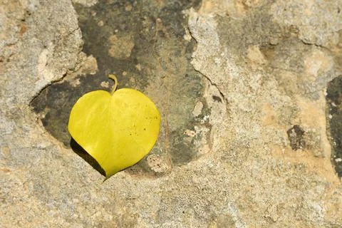 Yellow fallen autumn leaf in the shape of a heart on a stone 写真素材