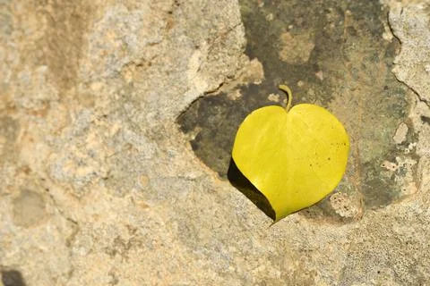 Yellow fallen autumn leaf in the shape of a heart on a stone 写真素材