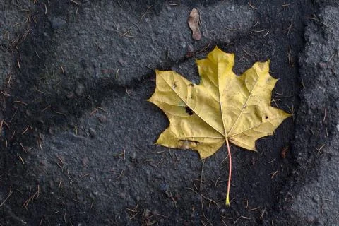 Yellow fallen autumn maple leaf on gray asphalt Stock Photos