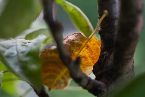 A yellow fallen leaf of an apple tree on a branch Stock Photos