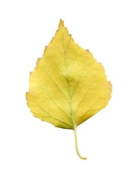Yellow fallen leaf of birch tree isolated. Autumn leaf of birch tree. Фото