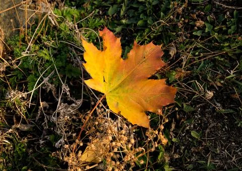 A yellow fallen leaf in the center of the frame. No one Stock Photos
