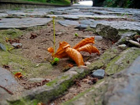 Yellow fallen leaf on the dark ground Stock Photos