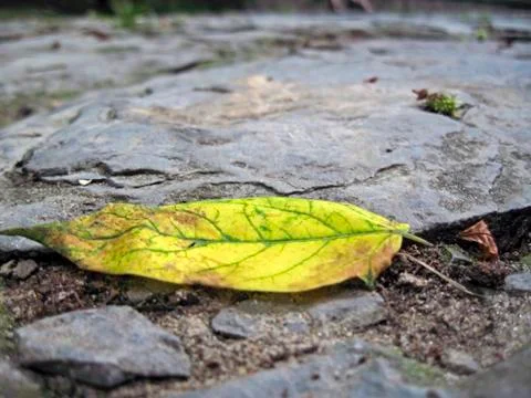 Yellow fallen leaf on the dark ground Stock Photos