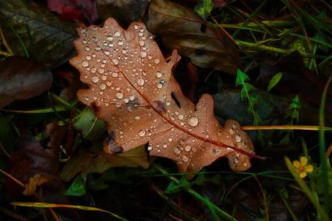 A yellow fallen leaf with drops of water lies on the ground in the fall. Foto stock