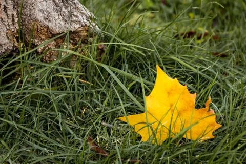Yellow fallen leaf on the grass next to a tree Stock Photos