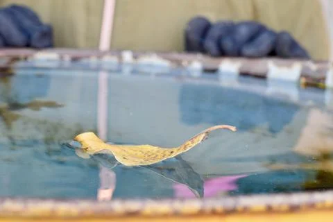 Yellow fallen leaf lies on the surface of the water Stock Photos