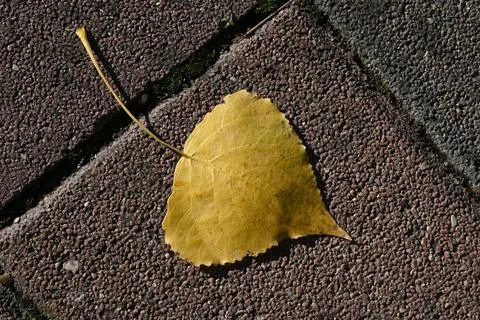 Yellow fallen leaf on textured pavement Stock Photos