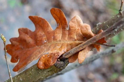 A yellow fallen leaf of a tree stuck in a branch against the background of th Stock Photos