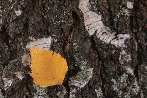 Yellow fallen leaf on the trunk of an old birch Stock Photos