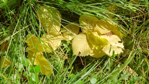 Yellow fallen leaves on grass with blades casting shifting shadows during gentle Stock Footage 345487551