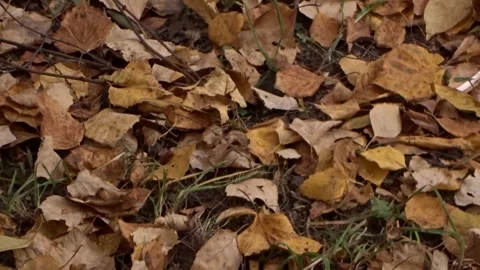 Yellow fallen leaves on the ground Stock Footage 289079137