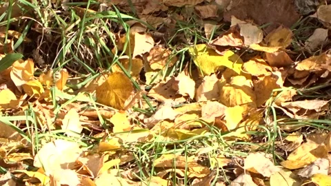 Yellow fallen leaves on the ground Stock Footage 289079139