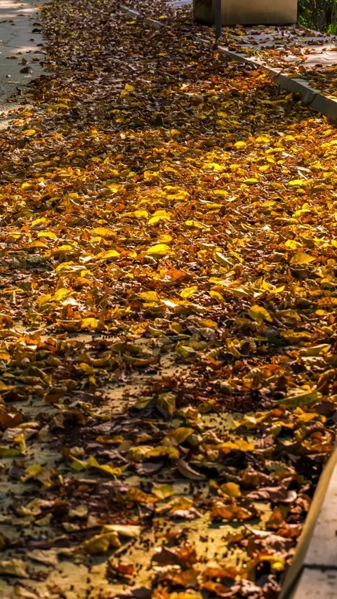 Yellow fallen leaves on the ground glow under sunlight 스톡 동영상 336038339