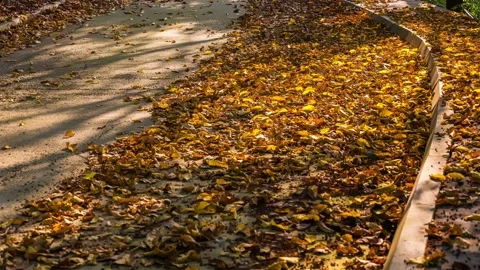 Yellow fallen leaves on the ground glow under sunlight Stock Footage 336038376