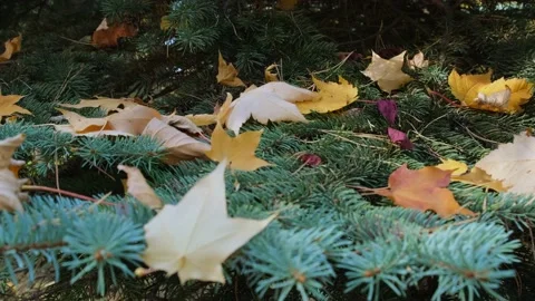 Yellow fallen leaves lie on a spruce branches, close-up. Video stock 214852218