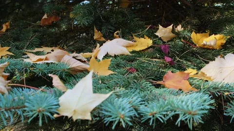 Yellow fallen leaves lie on a spruce branches, close-up. Stock Footage 220044059