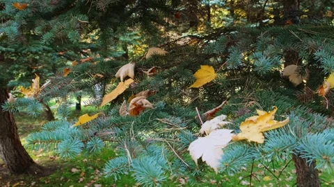 Yellow fallen leaves lie on a spruce branches, close-up. Видео 247381209