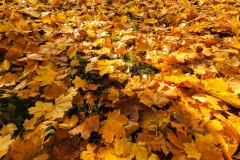 Yellow fallen leaves Stock Photos