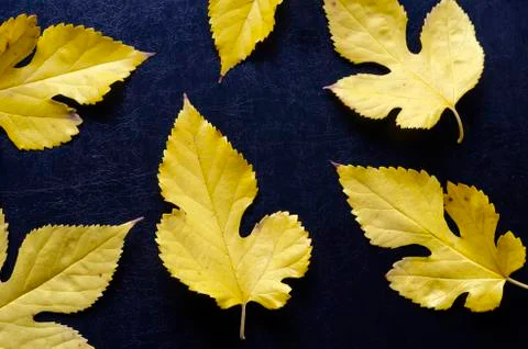 Yellow fallen leaves on solid black background. 写真素材