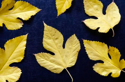 Yellow fallen leaves on solid black background. Stock Photos