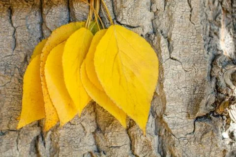 Yellow fallen leaves on the tree background Stock Photos