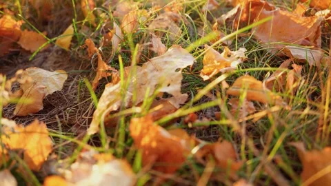 Yellow fallen leaves of trees lie on green grass in sunny weather. Stock Footage 251893873