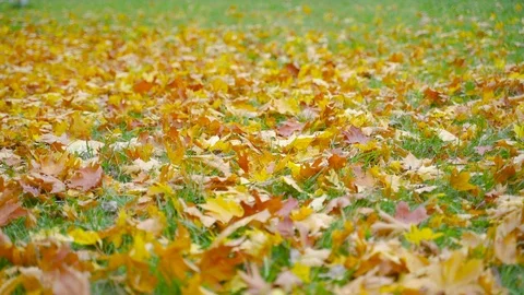 The yellow fallen maple foliage lies on the green grass. Stock-Footage 117991979
