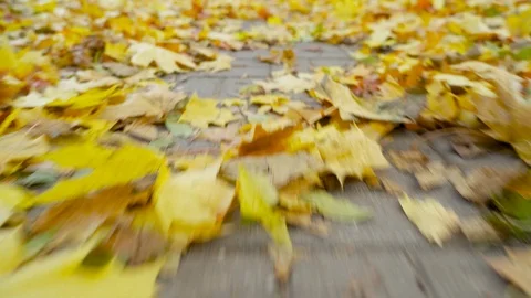 The yellow fallen maple foliage lies on the sidewalk. Stock-Footage 118021692