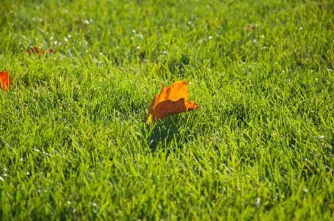 Yellow fallen maple leaf on the bright green grass of the lawn. Autumn backgr Stock Photos