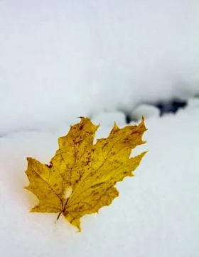 Yellow fallen maple leaf on the first  snow Stock Photos