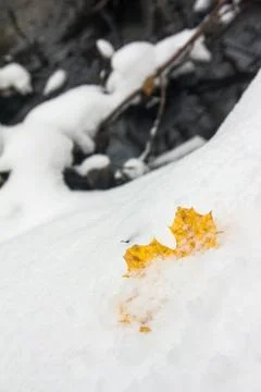 Yellow fallen maple leaf on the first fresh snow Stock Photos