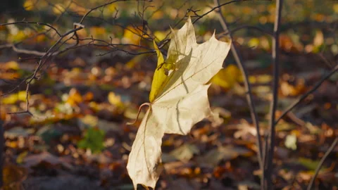 A yellow fallen maple leaf flutters in the wind in an autumn park. Vidéo 292849333
