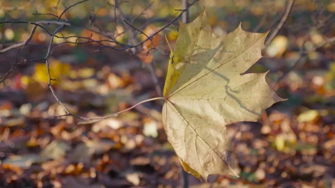 A yellow fallen maple leaf flutters in the wind in an autumn park. Video stock 292849414