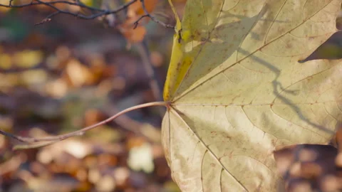 A yellow fallen maple leaf flutters in the wind in an autumn park. Vídeo Stock 293133042