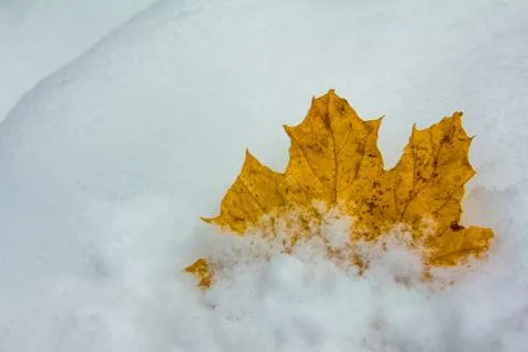 Yellow fallen maple leaf on the fresh snow Stock Photos