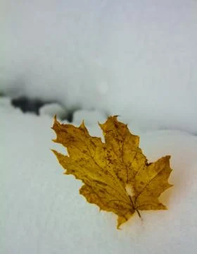 Yellow fallen maple leaf on the fresh snow Stock Photos